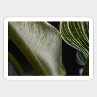 Macro Foliage Leaves Sticker